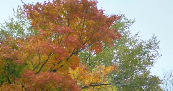 Trees Autumn Many Different Colors Green Dark Brown Diagonal Truck — Stock Video