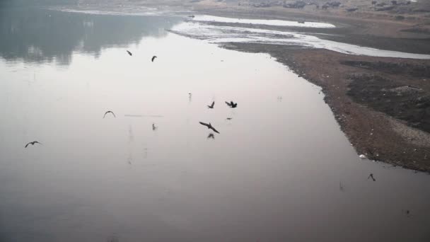 Black Kites Flying Standing Water Empty River Slow Motion Shot — Stock Video