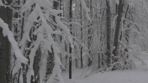 Snowy Forest Traces Tires Fresh Winter Landscape Horizontal Panorama — Wideo stockowe