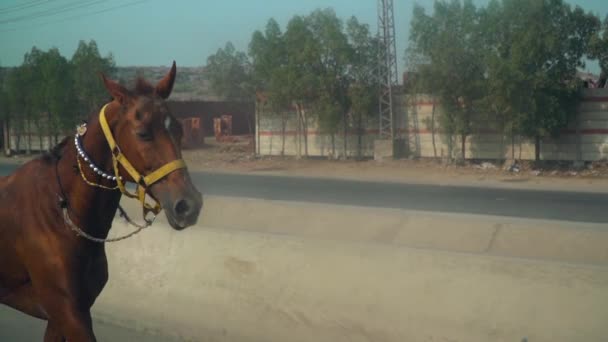 Bay Horse Yellow Horse Bridle Running Public Road Side Close — Wideo stockowe