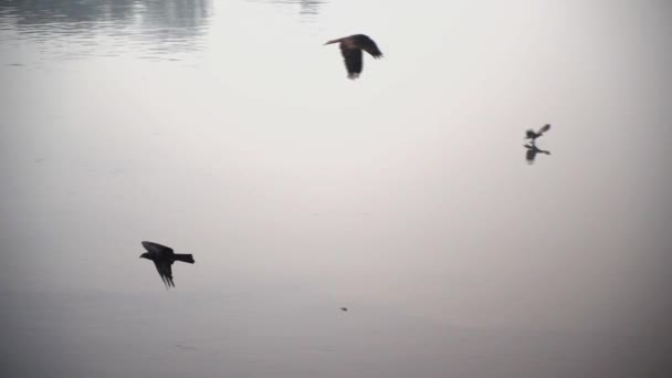 Black Kites Flying Standing Water River Slow Motion Shot — Stock Video