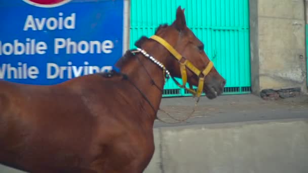 Bay Horse Yellow Horse Bridle Running Public Street Crossed Avoide — 图库视频影像