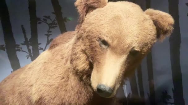 Big Brown Bear Reveal — Video Stock