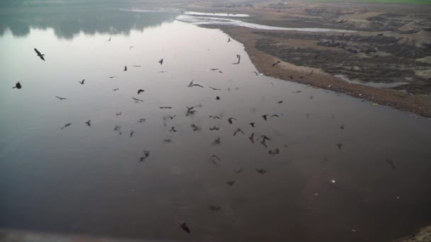 Black Kites Flying Standing Water Empty River Slow Motion Shot — Video Stock
