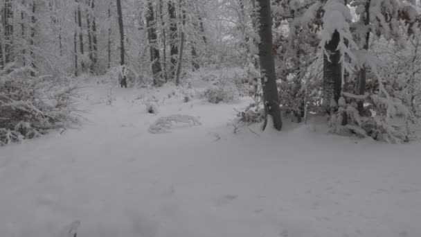 Snowy Forest Fresh Winter Landscape — Stock videók
