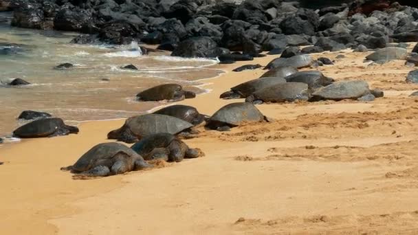Footage Sea Turtles Okipa Beach Island Maui Hawaii — Video Stock