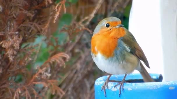 Close Robin Red Breast Bird Sitting Perched Blue Metal Gas — 图库视频影像