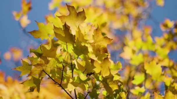 Hermosas Hojas Colores Otoño — Vídeos de Stock