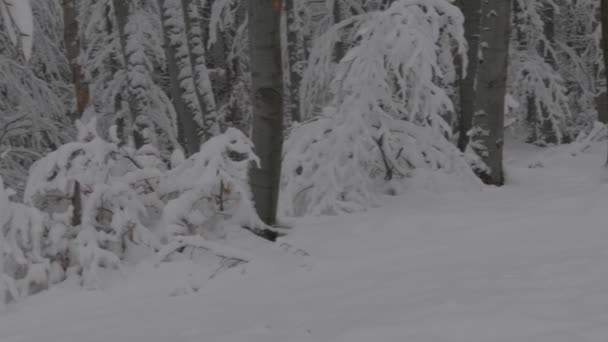 Snowy Forest Fresh Winter Landscape Panorama Mountain Balkan Bulgaria — ストック動画