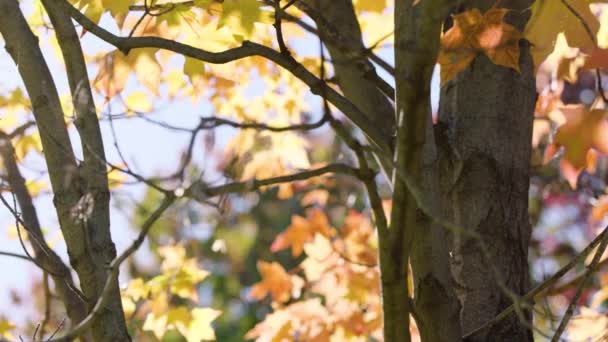 美丽的秋色树叶 — 图库视频影像