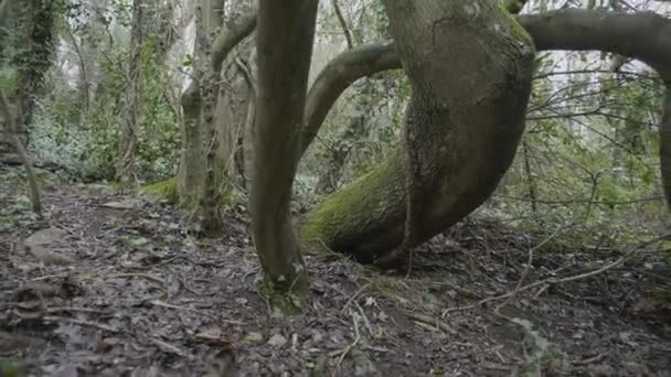 Moving Slowly Some Branches Covered Moss — Vídeos de Stock