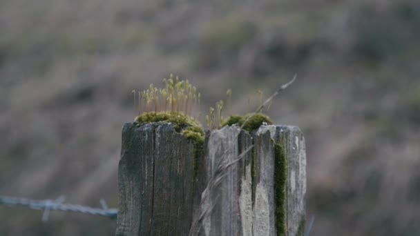 Moss Sprouting Old Fence Post Blurred Background — Video Stock