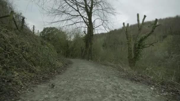 Moving Tree Lined Path Way — Stockvideo