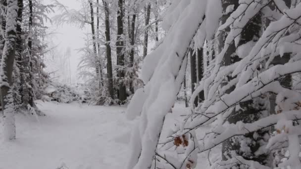 Snowy Forest Fresh Winter Landscape Panorama Mountain Balkan Bulgaria — ストック動画