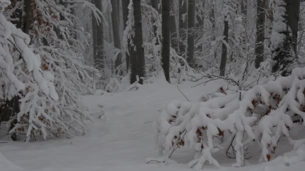 Snowy Forest Fresh Winter Landscape Panorama Mountain Balkan Bulgaria — Video Stock
