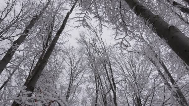 Snowy Forest Fresh Winter Landscape Panorama Mountain Balkan Bulgaria — Vídeos de Stock