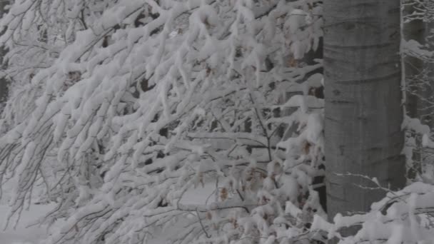 Snowy Forest Fresh Winter Landscape Panorama Mountain Balkan Bulgaria — ストック動画