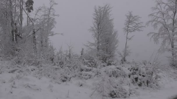 Foresta Innevata Tracce Pneumatici Fresco Paesaggio Invernale Panorama Orizzontale Montagna — Video Stock