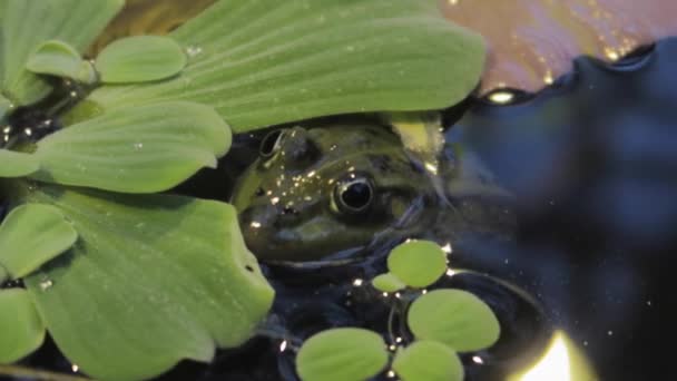 Kikker Verstoppen Water Met Hoofd Uit Naast Water Planten Bladeren — Stockvideo