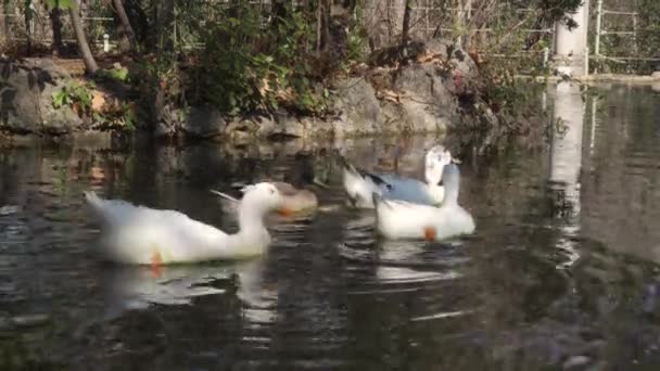 Τρεις Πάπιες Κολυμπούν Μια Λίμνη Ενός Πάρκου — Αρχείο Βίντεο