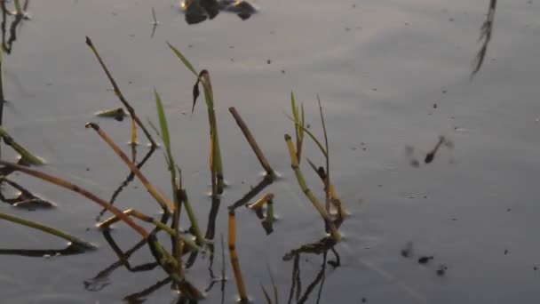 Slow Motion Close Shot Dragon Flies Buzzing Reeds Lake Victoria — Stockvideo