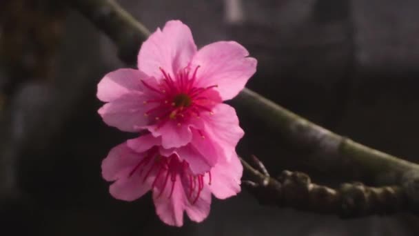 Close Japanese Cherry Blossoms Blowing Wind Out Focus Branch — 비디오
