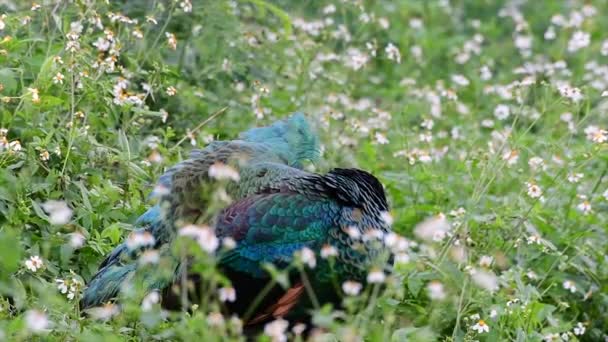 Green Peafowl One Most Beautiful Birds Thailand Watching Preening Middle — стокове відео