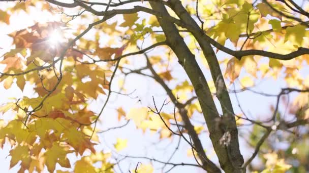 Piękne Liście Jesiennych Kolorów — Wideo stockowe