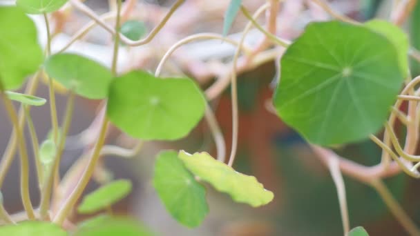 Abstract Background Leaves Nasturtium Focus Focus Video Background — Video