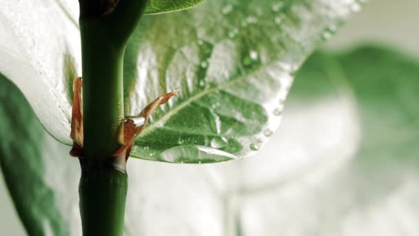 Macro Agua Corriendo Través Hoja Verde Cámara Lenta — Vídeos de Stock