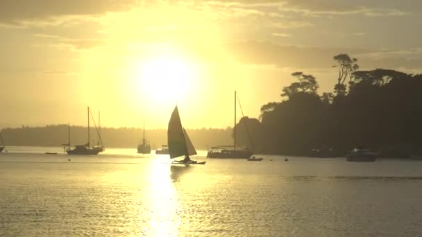 Zeilen Bij Zonsondergang Pilot Bay Mount Maunganui Nieuw Zeeland — Stockvideo