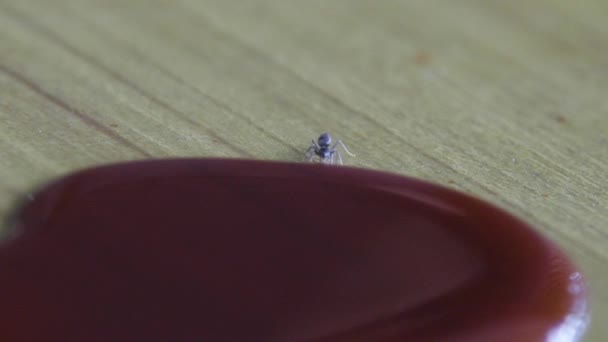 Close Shot Solo Ant Eating Palm Suger — Stock Video