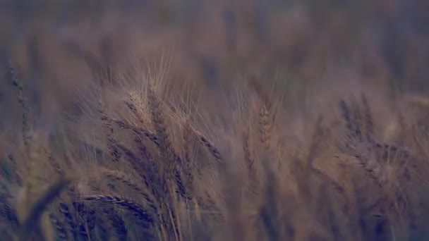 Campo Trigo Vista Para Cima Vento Sopra Com Trigo — Vídeo de Stock