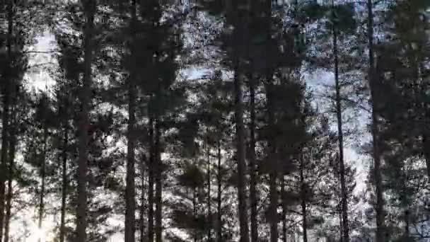 Timelapse Video Very Strongly Fast Swaying Pine Trees Storm Dawn — Αρχείο Βίντεο