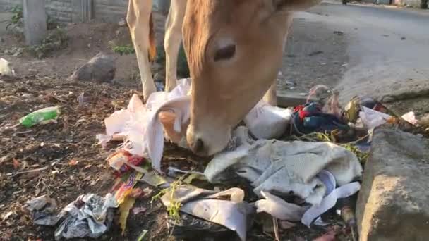 Closeup Cow Eating Garbage Street Side India — стокове відео