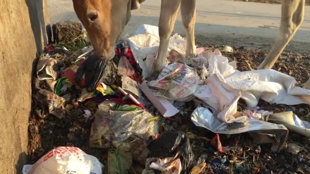 Cow Searching Food Garbage Side Street India — стоковое видео