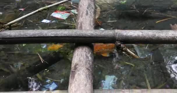 Fish Swimming Pound Full Plastic — Video Stock
