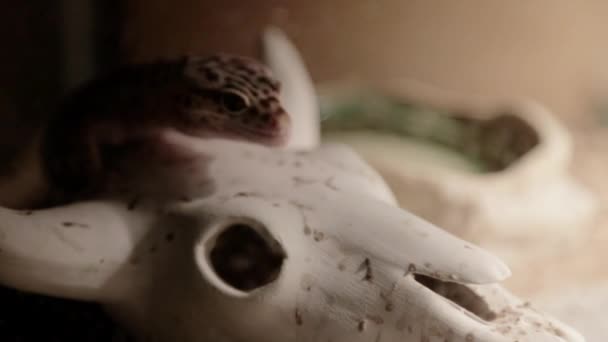 Leopard Gecko Climbs Its Enclosure — Vídeos de Stock