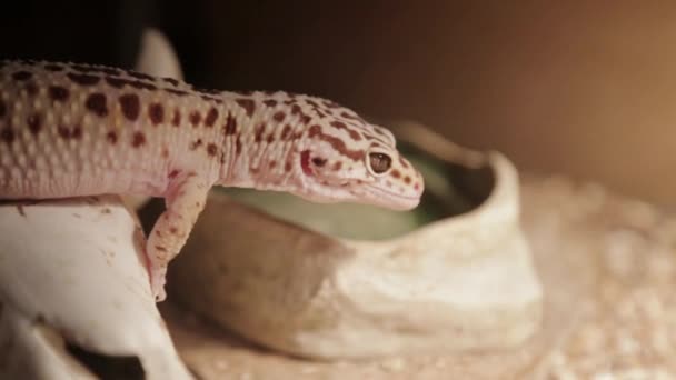 Leopard Gecko Inspects Something Its Enclosure — Vídeo de Stock
