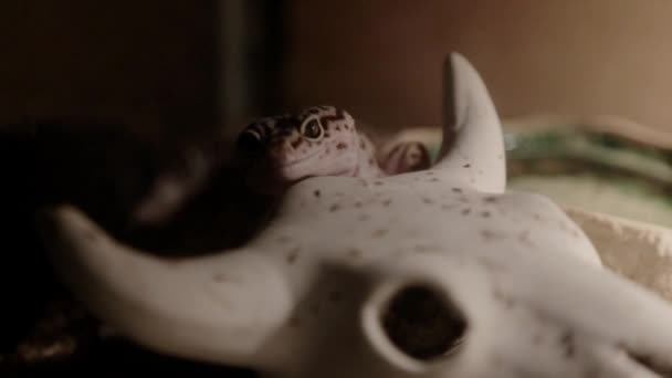 Curious Leopard Gecko Moves Its Enclosure — Vídeo de Stock