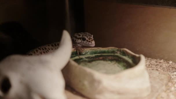 Cricket Surprises Leopard Gecko — ストック動画