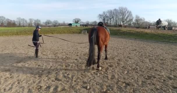 Young Woman Lunges Horse Sunny Day — Vídeo de stock