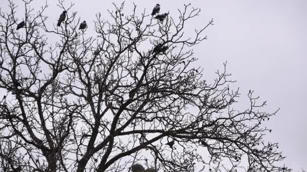 Gray Crows Corvus Cornix Perched Old Walnut Wood Gray Dark — Stock video