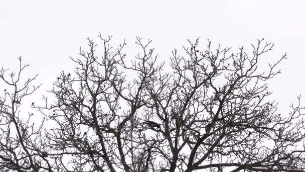 Gray Crows Corvus Cornix Perched Old Walnut Wood Gray Dark — Vídeos de Stock