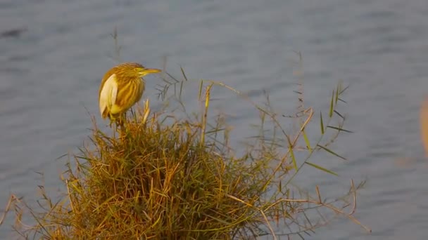 Bird Sat Grass Lake Bird Fly Moment Close — Stock Video