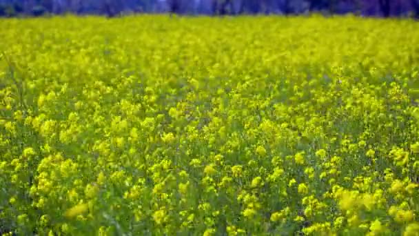 Mustard Grown Thriving Well Waving Wind Close View Farm — ストック動画