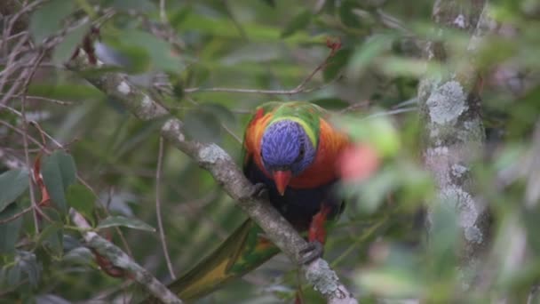 Curious Rainbow Lorikeet Bird Perched Tree Looking Intently — Vídeos de Stock