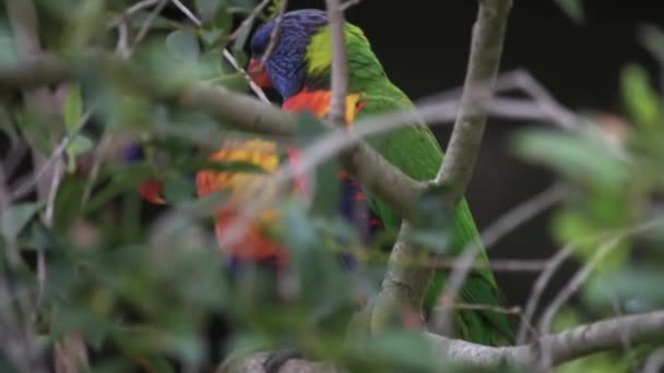 Pair Rainbow Lorikeet Birds Deep Foliage Tree Preening — Stock Video