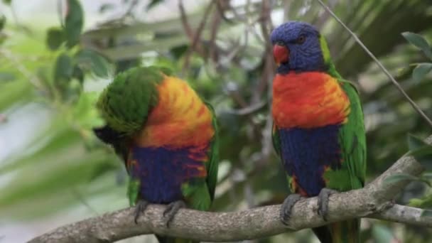 Gökkuşağı Lorikeet Kuşlarının Bir Dala Tünemiş Kasvetli Kasvetli Bir Çift — Stok video