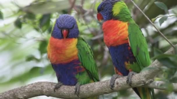 Close Pair Rainbow Lorikeet Birds Resting Tree Branch — Stockvideo
